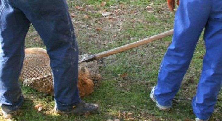 S-a ales cu dosar penal după ce a adoptat un maidanez şi l-a abandonat